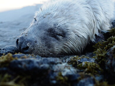 Baby seal at Cable Bay, Colonsay
