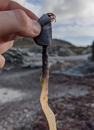 Goose Barnacles 